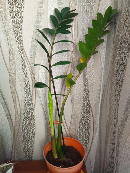 Замиакулькас или долларовое дерево