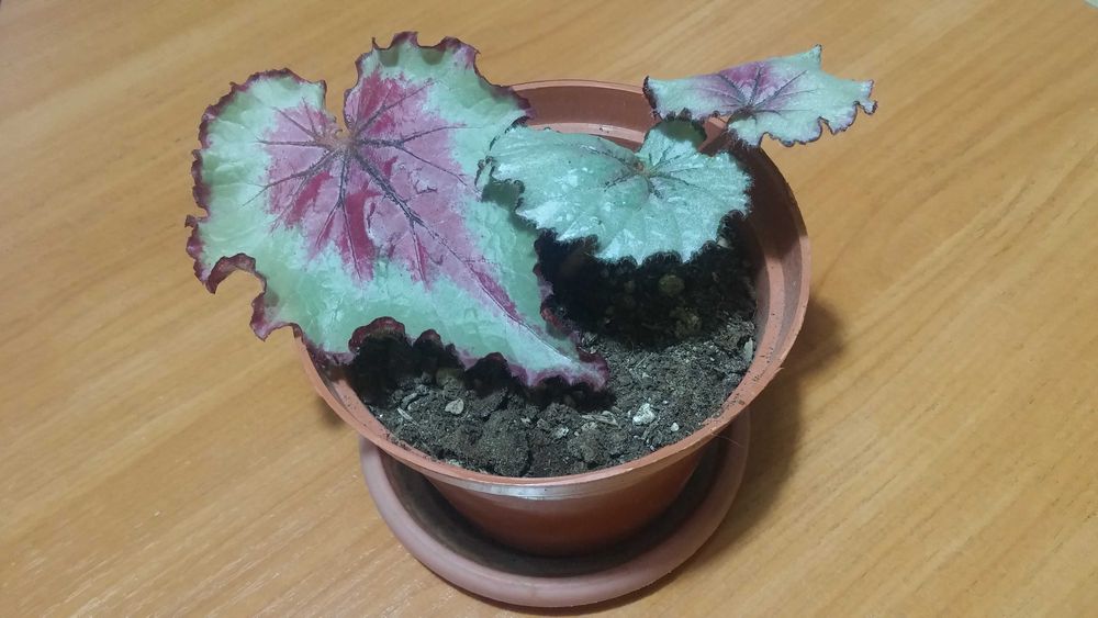 Бегония комнатная