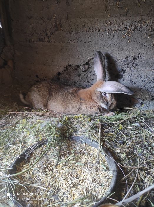 Кролик самец продам или обмен