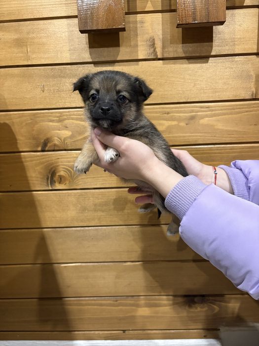 Кученца Померан Шпиц, Казанлък