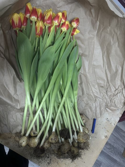 Тюльпаны высокие