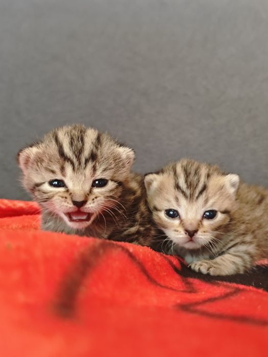 Бронь котят малышей