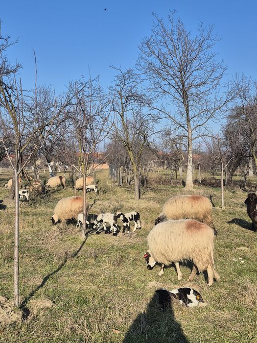 Oi cu miei de vanzare