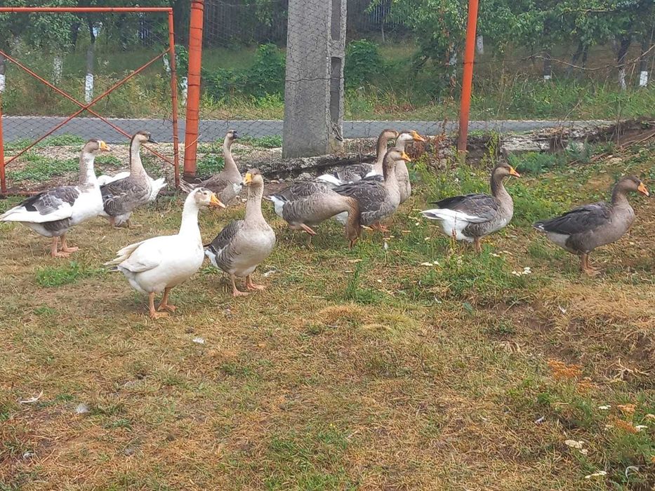 Gaste romanesti de vanzare