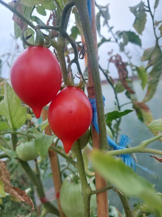 Семена домати Пиеноло дел Везувио