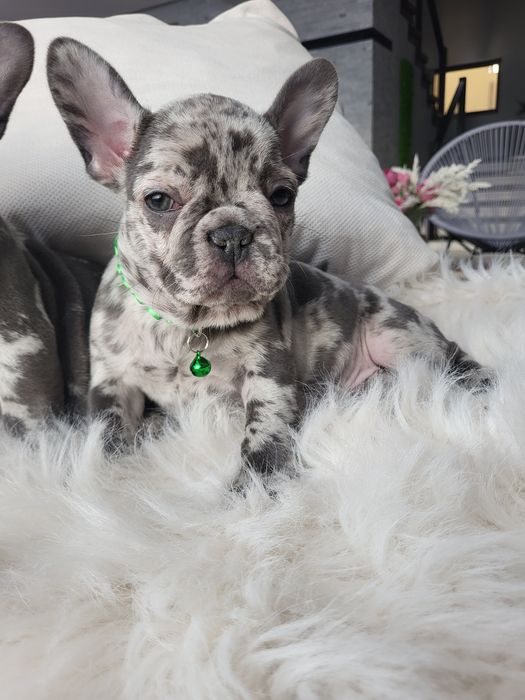 Bulldog francez blue merle