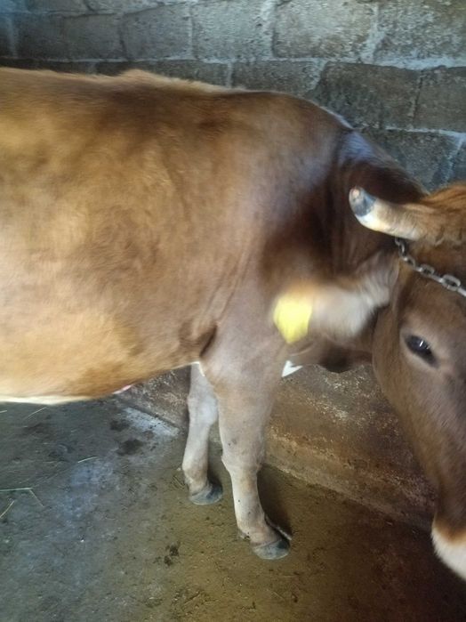 Vând vaca Bruno de Maramures