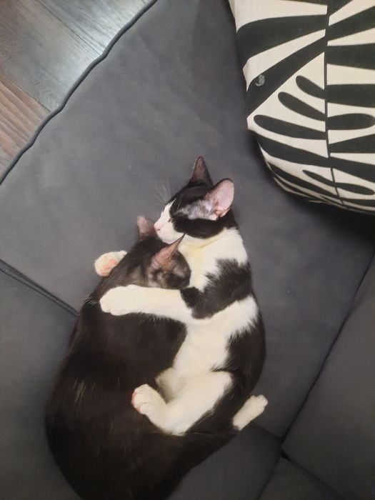 Donez pisicuțe motanei