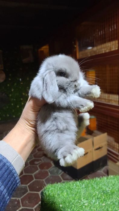 Karlik miti quyon bolari sotiladi