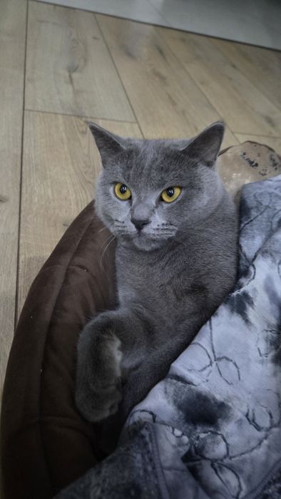 Кошка британская  1год