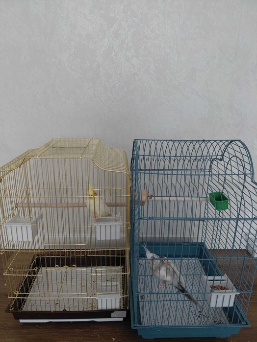 Попугаи карелла  продам в одни руки