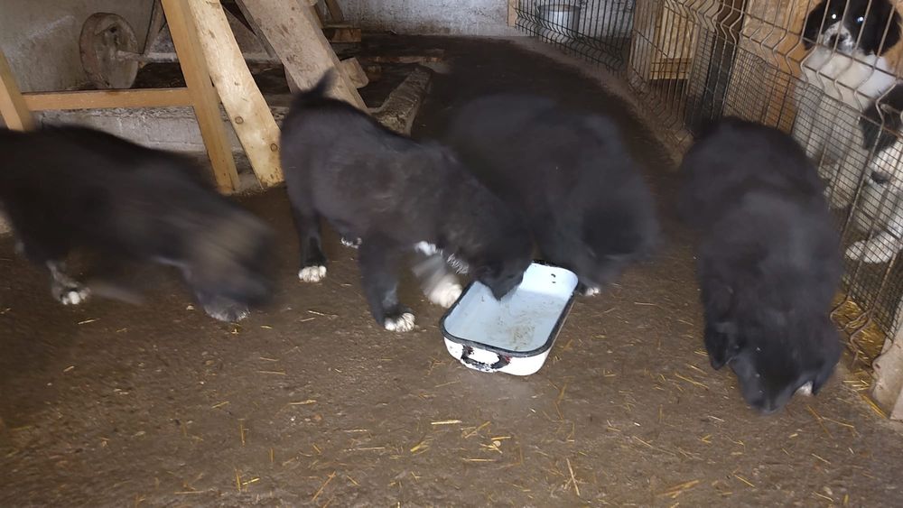 Cautam stapani iubitori