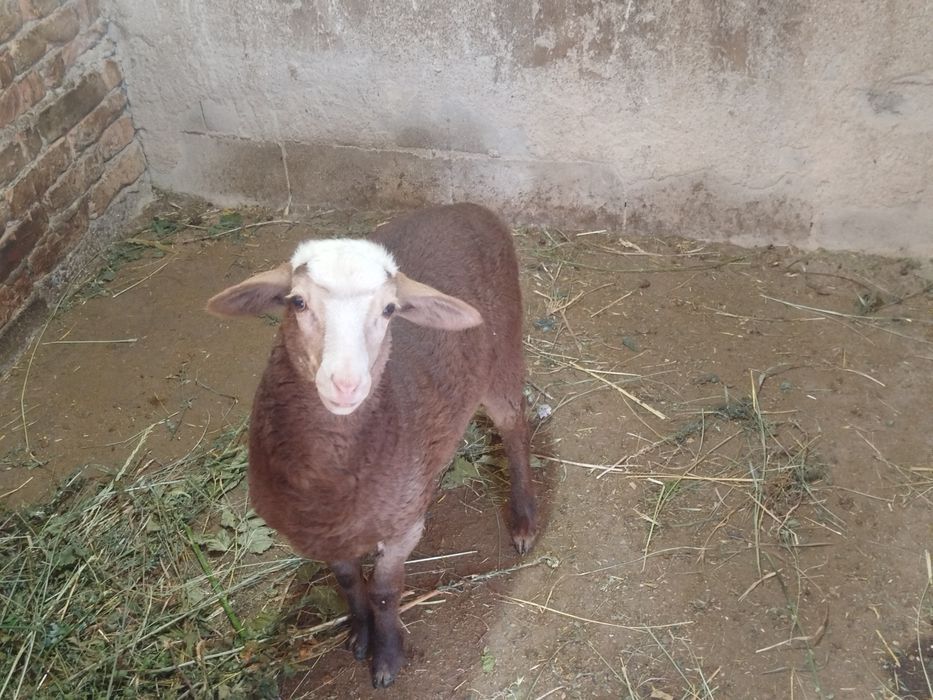 Бараны егненок б