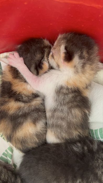 Котята маленькие