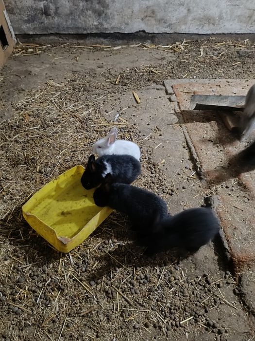 Крольчата на продажу