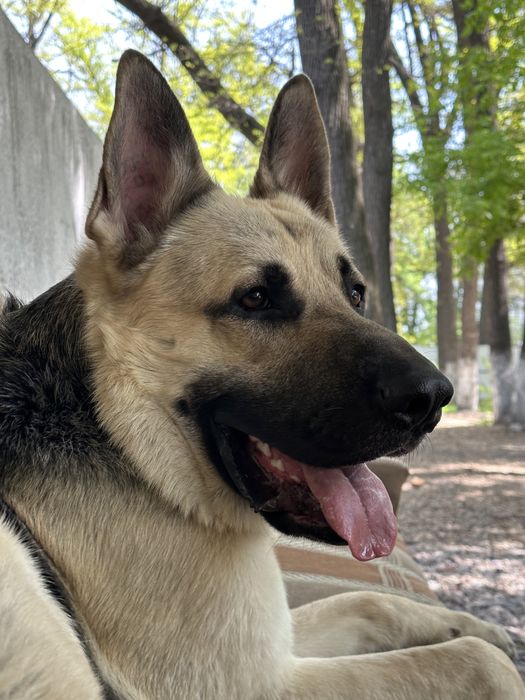 Щенки восточноевропейской овчарки