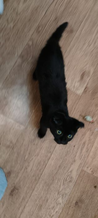 Шотландский котик скотиш фолд
