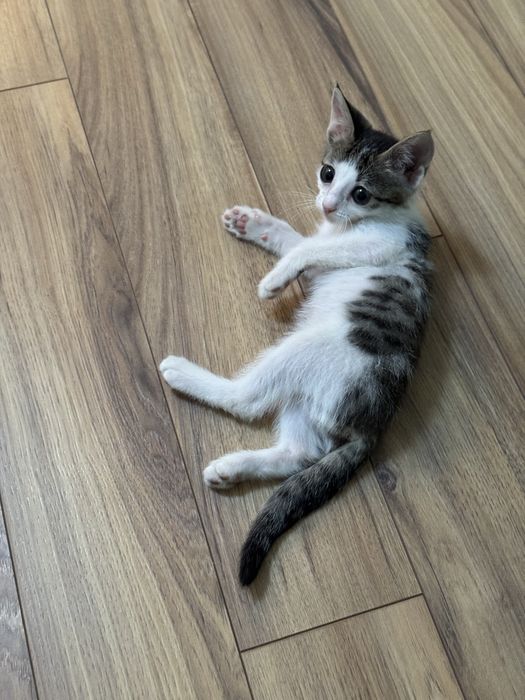 Отдам котенка в добрые руки