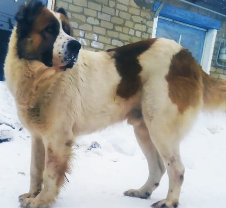 Алабай приглашает на вязку.