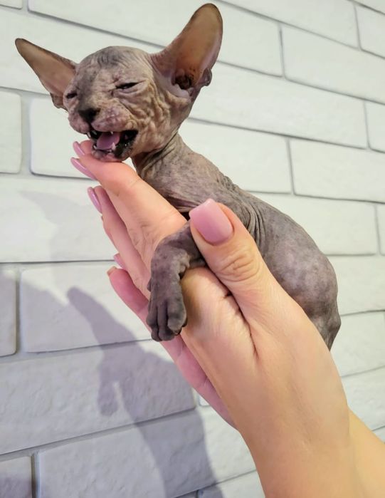 Котятки Донские Сфинксы Девочка и Мальчик.