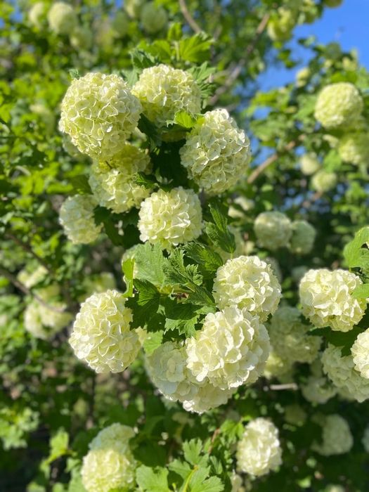 Продам дачный дом в Коктеме