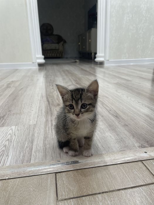 котенок девочка в добрые руки