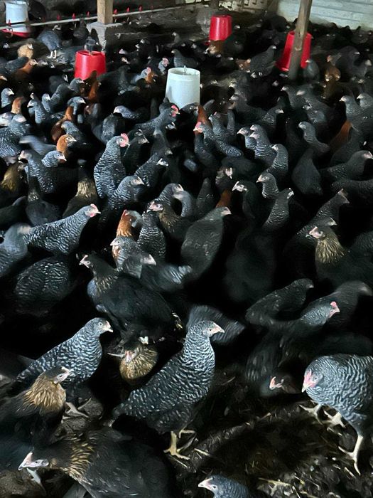 Кокошки Супер Харко