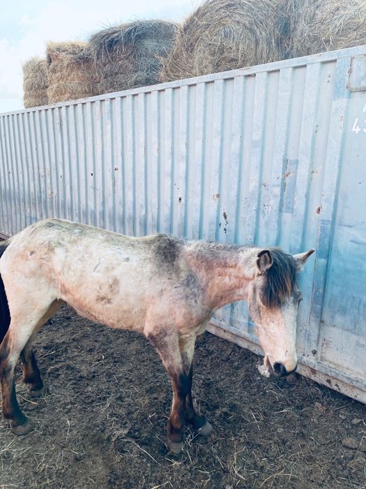 Бие сатылады хабарласамыз