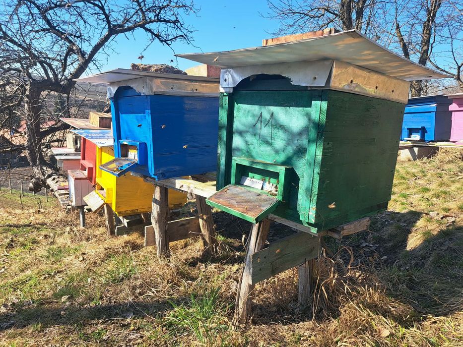 Vând 25 familii de albine - jud Mures