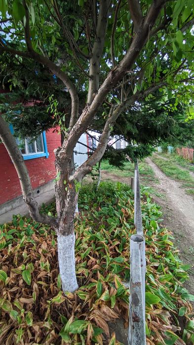 Продается дача возле села Кожохово