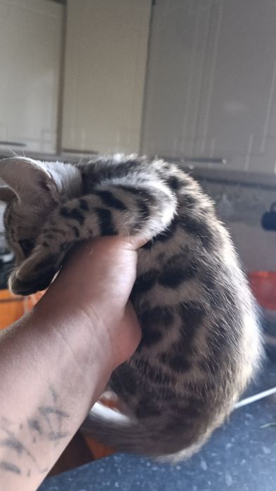 Продаются малыши бенгальские