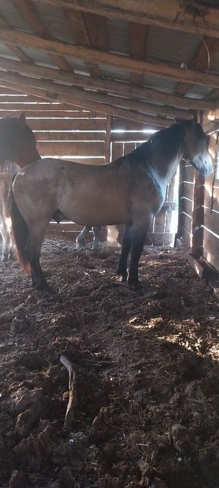De vînzare 2 mînji prețu e pe amîn doi