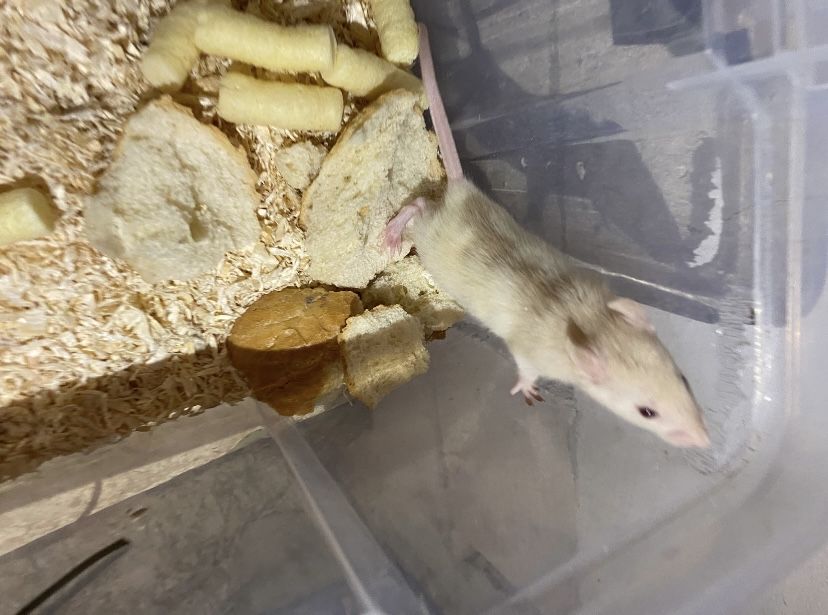 Șobolani dumbo de casă pet