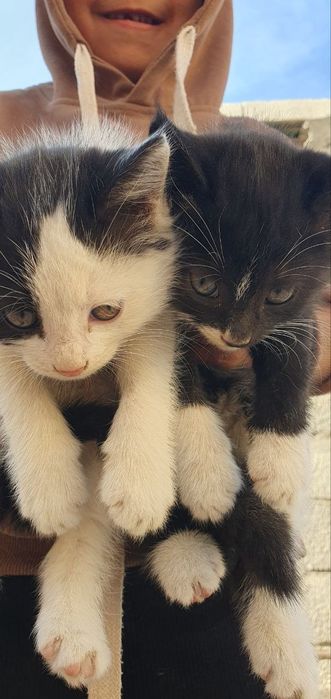 Mehribon qo'llarga mushukchalar hadiyaga