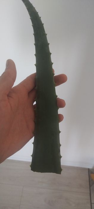 Продам алое алое вера
