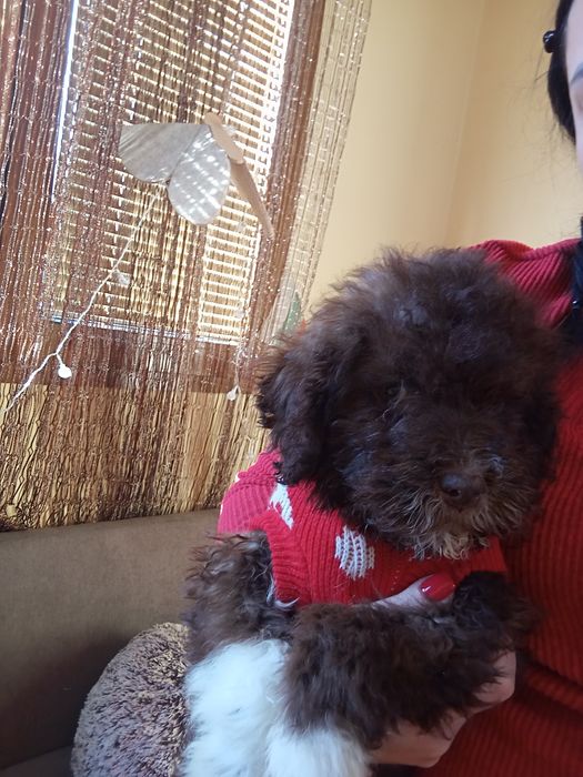 Лагото романьоло