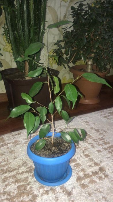 Продам комнатные растения. Очень много видов