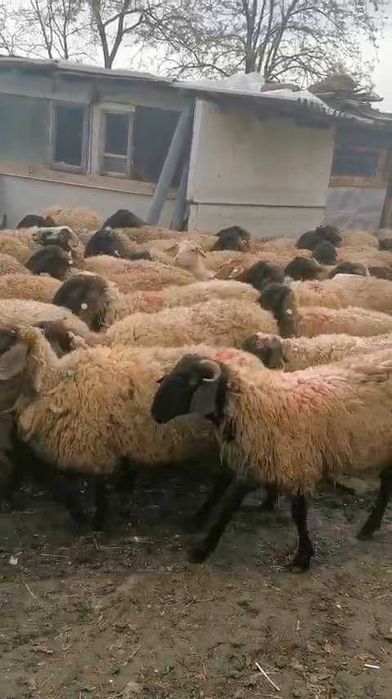 Oi și capre de vânzare