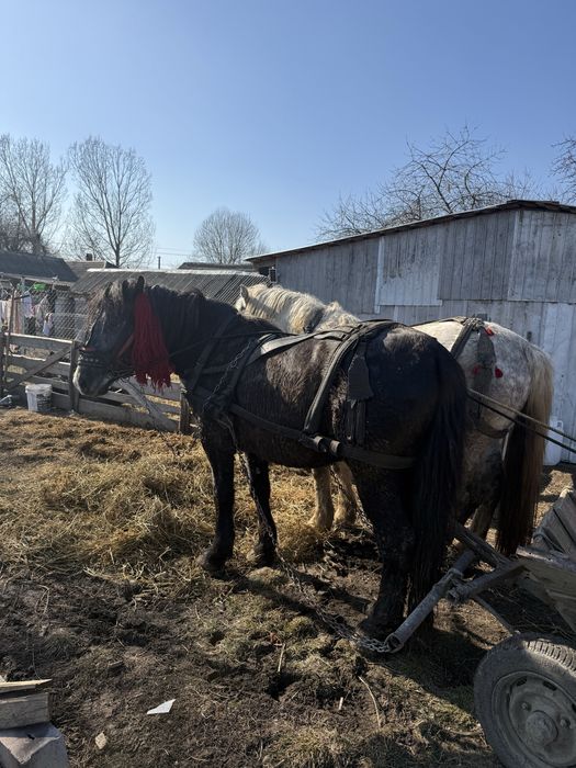 Vand cal , la alegere .