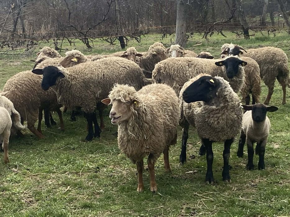 Vând 2 oi și un miel suffolk