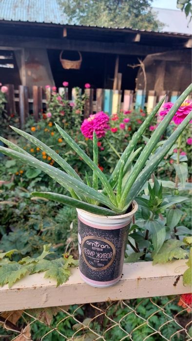 Продам алоэ комнатное растение