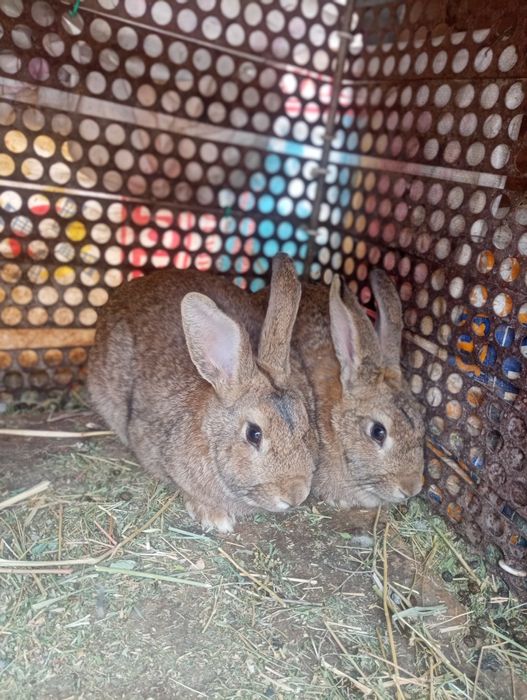 Қойан  қойан  қойан