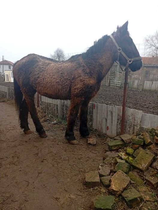 Vând sau schimb iapa de 8 ani