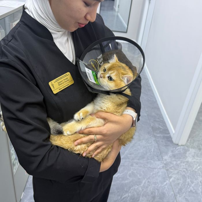 Британский котик золотая шиншилла