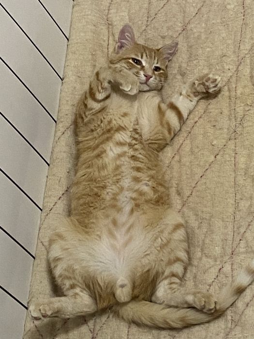 Отдам котика в добрые руки