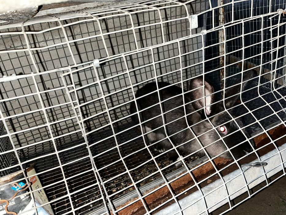 Продаються кролики