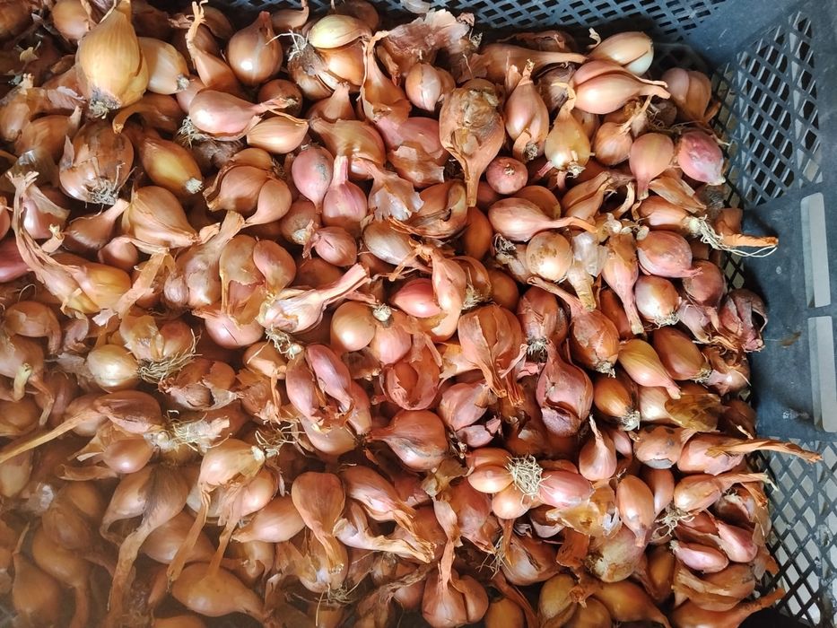 Продам Сорокозубку лук