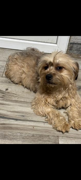 Yorkshire Terrier- 14 luni