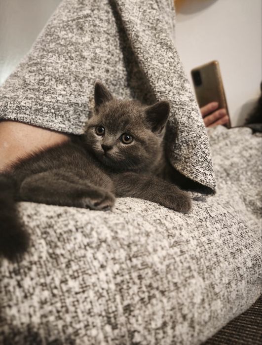 Британска късокосместа котка - мъжка