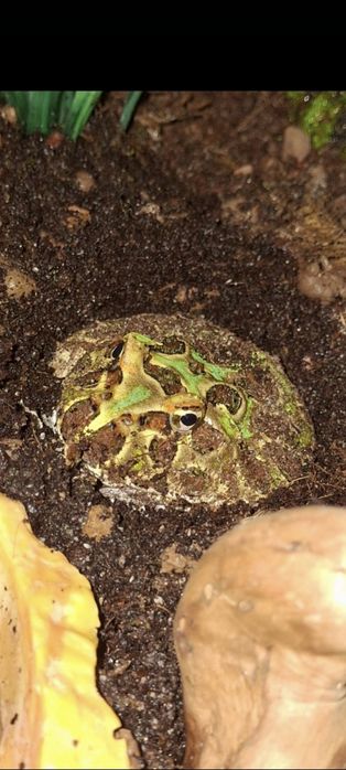 Лягушка рогатка (чакская кранвелла)